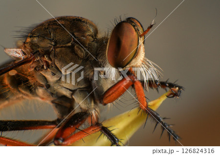 Close up of robber fly (Asilidae) on black background, Macro shot of robber fly on a plant. Macro photography. Close up of robber fly (Asilidae) on black background, Macro shot of robber fly on a plant. Macro photography. 126824316