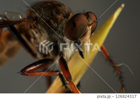Close up of robber fly (Asilidae) on black background, Macro shot of robber fly on a plant. Macro photography. Close up of robber fly (Asilidae) on black background, Macro shot of robber fly on a plant. Macro photography. 126824317