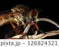 Close up of robber fly (Asilidae) on black background, Macro shot of robber fly on a plant. Macro photography. 126824321