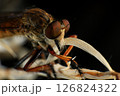 Close up of robber fly (Asilidae) on black background, Macro shot of robber fly on a plant. Macro photography. 126824322