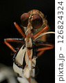 Close up of robber fly (Asilidae) on black background, Macro shot of robber fly on a plant. Macro photography. 126824324
