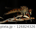 Close up of robber fly (Asilidae) on black background, Macro shot of robber fly on a plant. Macro photography. 126824326