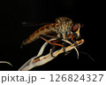Close up of robber fly (Asilidae) on black background, Macro shot of robber fly on a plant. Macro photography. 126824327
