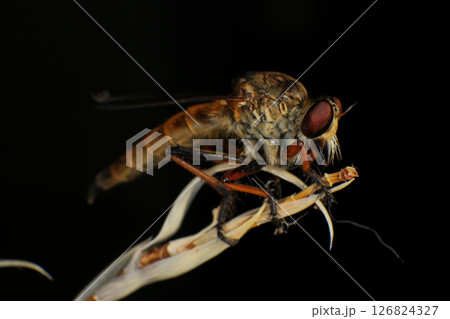 Close up of robber fly (Asilidae) on black background, Macro shot of robber fly on a plant. Macro photography. 126824327