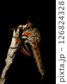 Close up of robber fly (Asilidae) on black background, Macro shot of robber fly on a plant. Macro photography. 126824328
