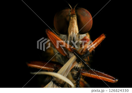 Close up of robber fly (Asilidae) on black background, Macro shot of robber fly on a plant. Macro photography. Close up of robber fly (Asilidae) on black background, Macro shot of robber fly on a plant. Macro photography. 126824330