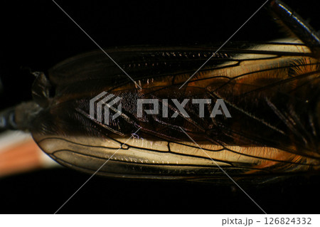 Close up of robber fly (Asilidae) on black background, Macro shot of robber fly on a plant. Macro photography. 126824332