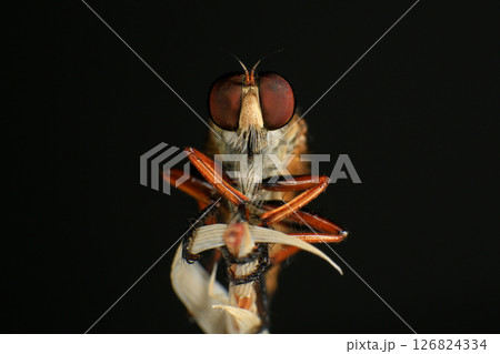 Close up of robber fly (Asilidae) on black background, Macro shot of robber fly on a plant. Macro photography. 126824334
