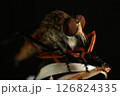 Close up of robber fly (Asilidae) on black background, Macro shot of robber fly on a plant. Macro photography. 126824335