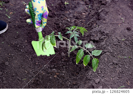 Gardening activities in a home vegetable patch during spring with a person tending to freshly planted seedlings Gardening activities in a home vegetable patch during spring with a person tending to freshly planted seedlings 126824605