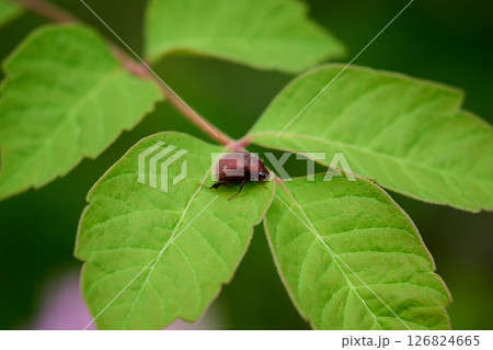 黒くなる前のクロコガネムシと思われる虫 126824665