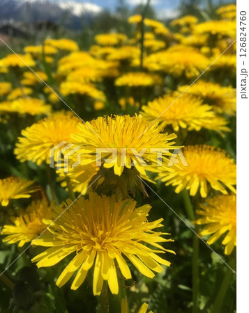 Bright yellow dandelions blooming under a clear spring sky with mountain backdrop. Bright yellow dandelions blooming under a clear spring sky with mountain backdrop. 126824760