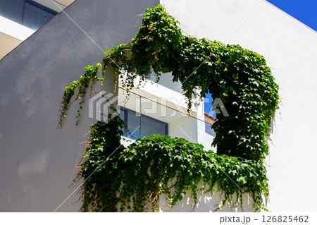 Ivy on the white wall of a modern apartment building in Lisbon, Portugal Ivy on the white wall of a modern apartment building in Lisbon, Portugal 126825462