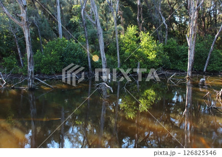 自然 天然 ナチュラル 126825546