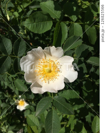 Wild rose with white petals and yellow center blooming in sunlight amid vibrant green foliage. Wild rose with white petals and yellow center blooming in sunlight amid vibrant green foliage. 126825566