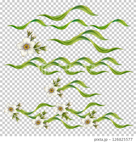 Set of watercolor white flowers, green swirl leaves elements to create various seamless borders. Botanical clip art for wedding invitations, eco design, stationery, spring decorations, scrapbooking. 126825577