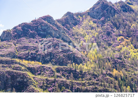 Mountains of Chuysky Trakt covered with blooming rhododendron Altai Russia. Vibrant spring Siberian alpine flora in natural mountain landscape 126825717