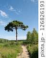 Lonely pine tree next to a path 126826193