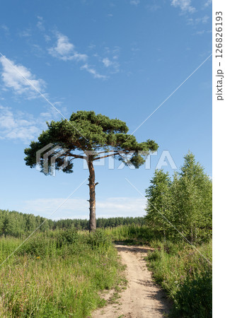 Lonely pine tree next to a path Lonely pine tree next to a path 126826193