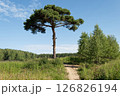 Lonely pine tree next to a path 126826194