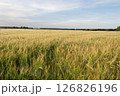 Large field of wheat 126826196