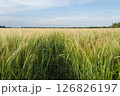 Large field of wheat 126826197