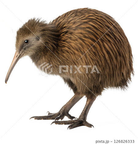 Kiwi bird with detailed brown plumage, long beak isolated on transparent background, wildlife, nature, new zealand endemic species Kiwi bird with detailed brown plumage, long beak isolated on transparent background, wildlife, nature, new zealand endemic species 126826333
