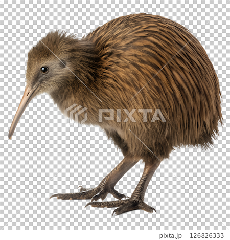 Kiwi bird with detailed brown plumage, long beak isolated on transparent background, wildlife, nature, new zealand endemic species Kiwi bird with detailed brown plumage, long beak isolated on transparent background, wildlife, nature, new zealand endemic species 126826333