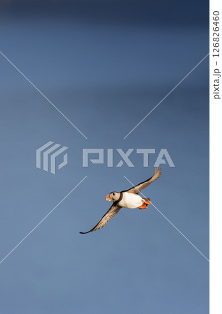 A puffin flying gracefully in a clear blue sky A puffin flying gracefully in a clear blue sky 126826460