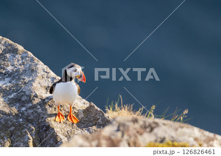 Atlantic puffin standing on a rocky cliff against a blurred blue background 126826461