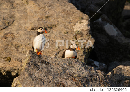 Two Atlantic puffins standing on rocky terrain under warm sunlight 126826463