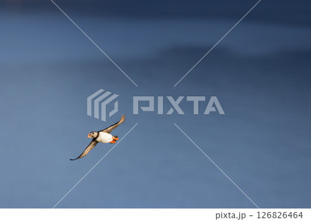 Puffin in flight over calm blue ocean water during a sunny day Puffin in flight over calm blue ocean water during a sunny day 126826464