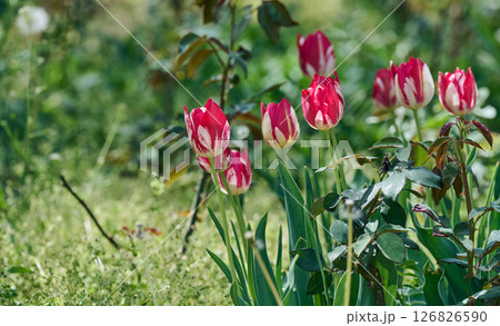Red and white striped tulips blooming in a sunny spring garden. Beautiful floral scene, natural background 126826590