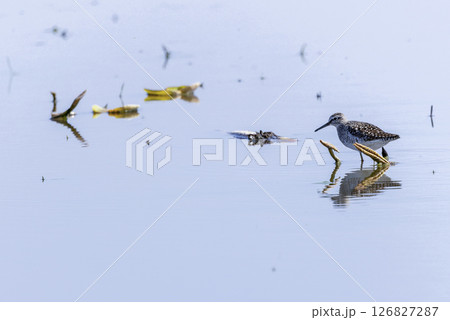 レンコン畑で餌を探すタカブシギ タカブシギ 126827287