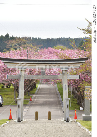 春の北海道函館市で石崎地主海神社境内の風景を撮影 126827527