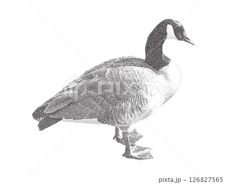 Realistic Dotted Photocopy-Effect Illustration of a Canada Goose in Monochrome Style, Representing Wildlife, Nature, and Ornithology 126827565