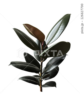 Ficus elastica houseplant with lush green leaves, indoor plant image for home decor, lifestyle, botanical-themed design, isolated object soft selective focus, clipping path Ficus elastica houseplant with lush green leaves, indoor plant image for home decor, lifestyle, botanical-themed design, isolated object soft selective focus, clipping path 126827700