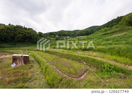 日本の岡山県美咲町の大垪和西の棚田の美しい風景 日本の岡山県美咲町の大垪和西の棚田の美しい風景 126827749