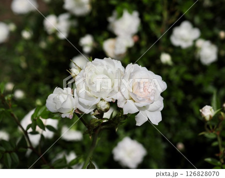 シンデレラ シンデレラ 126828070