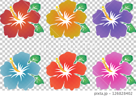 Hibiscus 126828402