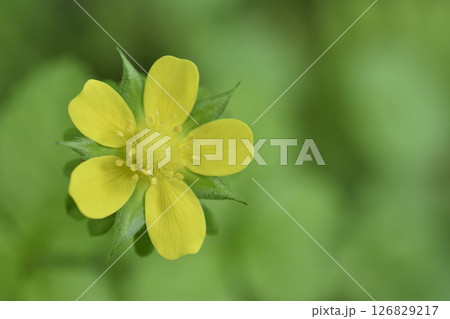 ヘビイチゴ 126829217