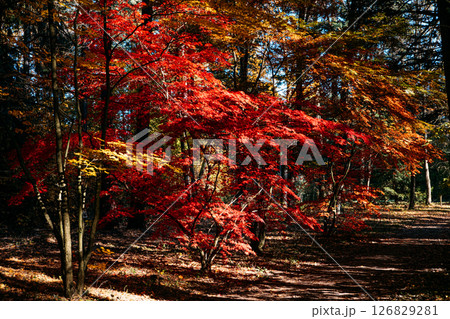 Dense forest with layered red and golden foliage under a blue autumn sky. Forest bathing, seasonal depression remedy, cozy introspection, emotional reset.. 126829281