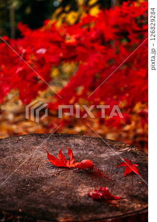 Red maple leaves rest on a tree stump used as rustic seating in a vibrant autumn park. Seasonal park design, city greenery, autumn accessibility, public seating.. Red maple leaves rest on a tree stump used as rustic seating in a vibrant autumn park. Seasonal park design, city greenery, autumn accessibility, public seating.. 126829284
