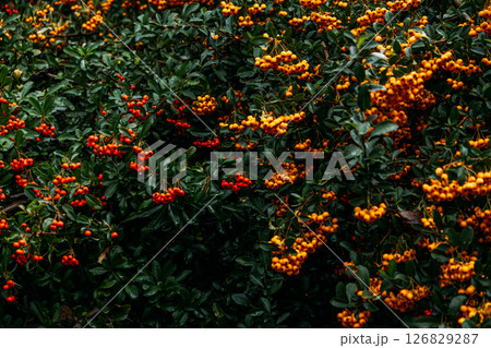 Pyracantha shrubs with vibrant orange and red berries in natural garden. Firethorn plant displaying bold seasonal colors and lush greenery. 126829287