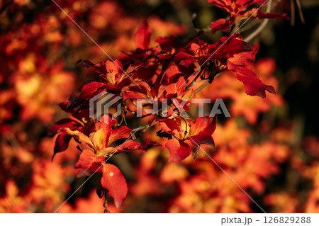 Cluster of orange-red autumn leaves illuminated by low sunlight in a forest shrub. Seasonal change, fall foliage, autumn symbolism, natures transitions.. Cluster of orange-red autumn leaves illuminated by low sunlight in a forest shrub. Seasonal change, fall foliage, autumn symbolism, natures transitions.. 126829288