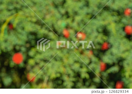 Defocused natural green with red background. Abstract background. 126829334