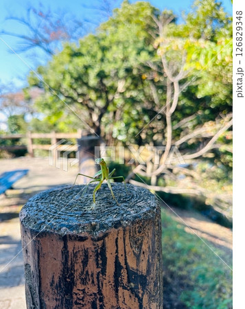 オオカマキリ 126829348