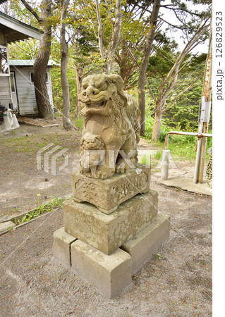 春の北海道函館市で石崎八幡神社境内の風景を撮影 126829523