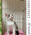 ケージの中で見上げる子猫 126829869