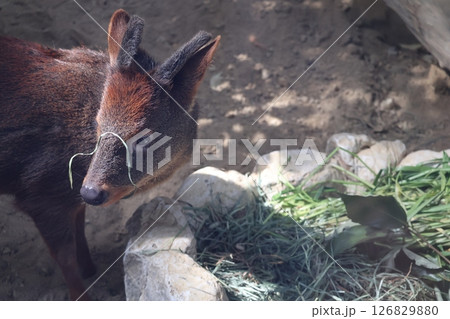 顔に緑の草をのせ横を向くプーズーのいる動物園の風景 顔に緑の草をのせ横を向くプーズーのいる動物園の風景 126829880